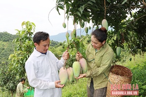 Vụ xoài ở Tú Nang