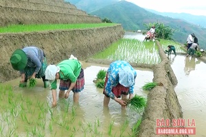 Vụ mùa nơi vùng cao Bắc Yên