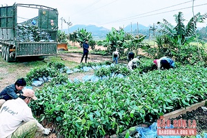 Đưa cây đa mục tiêu vào trồng rừng