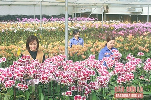 Ứng dụng công nghệ số trong sản xuất và tiếp cận thị trường