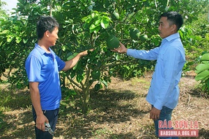 Chiềng Sàng có nhiều nông dân thi đua sản xuất, kinh doanh giỏi