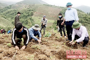 Cây quế ở Sông Mã