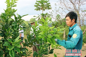 Chiềng Khay phát triển cây ăn quả trên đất dốc