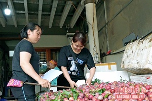 Lóng Phiêng mùa mận chín
