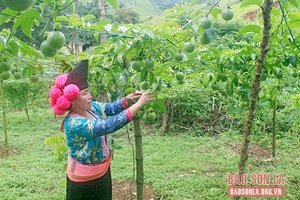Chanh leo Thuận Châu vào vụ