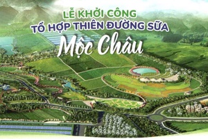 Ước mơ và hiện thực "Thiên đường sữa Mộc Châu"