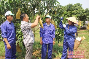 Yên Châu chủ động phương án tiêu thụ nông sản