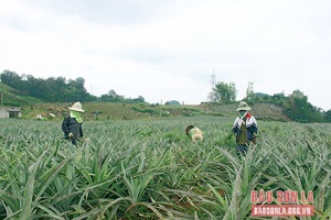 Xây dựng vùng nguyên liệu đạt chuẩn