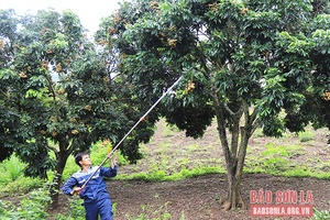Nhãn chín sớm Sông Mã