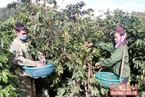 Triển khai chính sách hỗ trợ bảo hiểm nông nghiệp