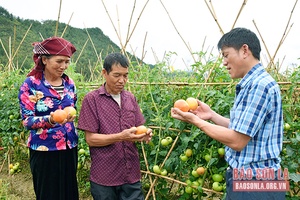 Cà chua trái vụ ở Ngọc Chiến