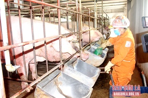 Đảm bảo chất lượng giống vật nuôi