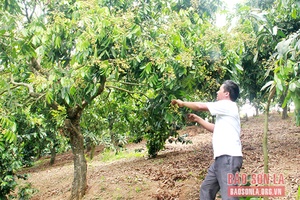 Yên Châu đón mùa nhãn chín muộn