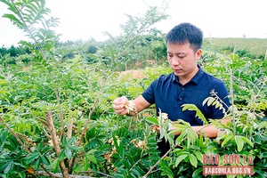 Triển vọng cây cát sâm 