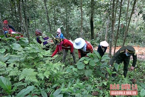 Bảo vệ và phát triển rừng, tạo sinh kế, ổn định đời sống nhân dân