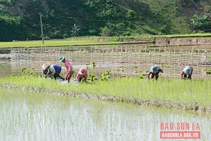 Sốp Cộp sản xuất lúa vụ mùa