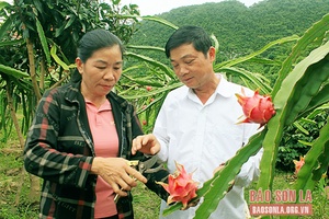 Thuận Châu chuẩn bị vào vụ thanh long ruột đỏ