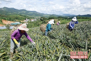 Phát triển vùng nguyên liệu dứa trên địa bàn tỉnh