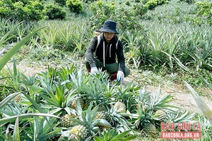 Lựa chọn cây trồng phù hợp để hình thành các vùng nguyên liệu tập trung