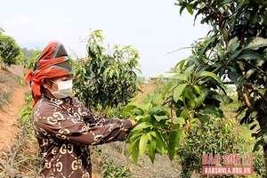 Quỳnh Nhai đẩy mạnh chuyển dịch cơ cấu kinh tế nông nghiệp