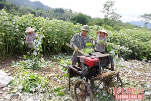 Thêm vùng nguyên liệu tập trung gắn với liên kết tiêu thụ