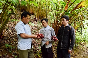 Cây thảo quả dưới tán lá rừng