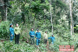 Quản lý, sử dụng hiệu quả tiền dịch vụ môi trường rừng