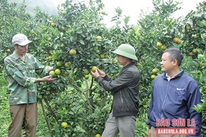 Phù Yên chủ động các phương án tiêu thụ nông sản