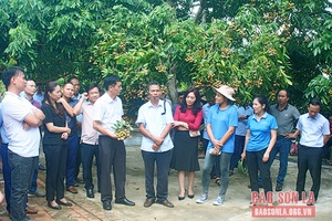 Diễn đàn "Giải pháp phát triển mối liên kết bền vững vùng nguyên liệu cây ăn quả các tỉnh miền núi phía Bắc"