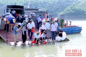 Thả cá, bổ sung tái tạo nguồn lợi thủy sản vùng lòng hồ thủy điện Hòa Bình