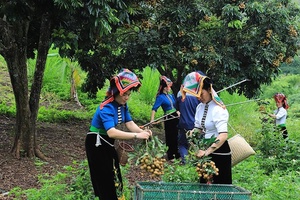 Đa dạng thị trường tiêu thụ nhãn tươi