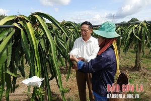 "Lối mở" cho thanh long ruột đỏ xuất khẩu