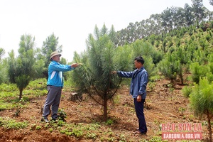Huy động nguồn lực trồng rừng hiệu quả, bền vững