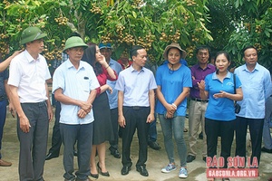 Giải pháp phát triển mối liên kết bền vững vùng cây ăn quả