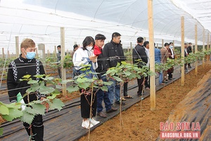 Nâng cao chất lượng đào tạo nghề cho nông dân