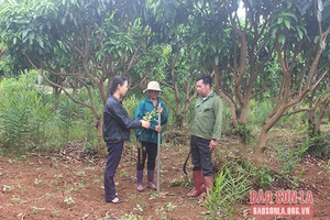 Dùng cỏ dại chọn lọc làm “máy cày sinh học”