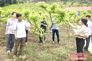 Nâng cao hiệu quả kinh tế của cây na