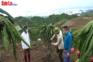 Mai Sơn phát triển nông nghiệp công nghệ cao