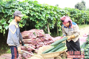 Hiệu quả mô hình trồng rau an toàn theo chuỗi liên kết ở Chiềng Pha