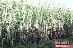 Mường Chùm đổi mới và phát triển