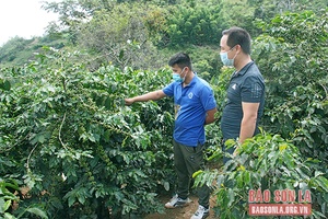 Sản xuất, chế biến cà phê gắn với bảo vệ môi trường