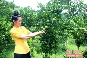Phụ nữ Mường Chùm giúp nhau phát triển kinh tế