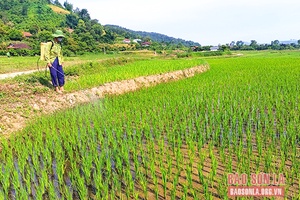 Mai Sơn mở rộng mô hình thâm canh lúa hữu cơ