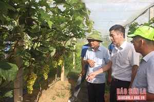 Hiệu quả từ mô hình trồng nho ứng dụng công nghệ cao