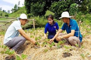 Mai Sơn phát triển các chuỗi cung ứng nông sản thực phẩm an toàn