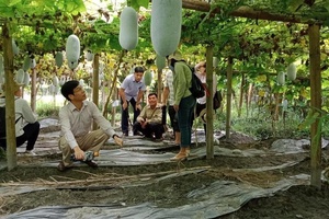 Đánh giá đúng vai trò của kinh tế tập thể