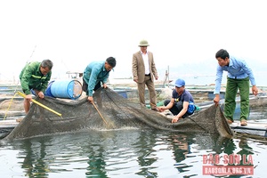 Quỳnh Nhai khai thác lợi thế vùng để sản xuất nông nghiệp bền vững