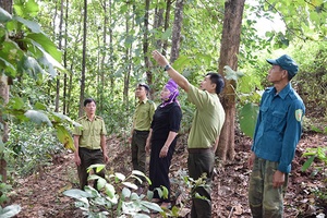 Giữ những cánh rừng thêm xanh