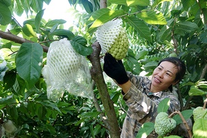 Mai Sơn vào vụ na