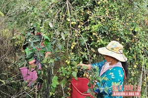 Co Tòng nỗ lực xóa đói, giảm nghèo
